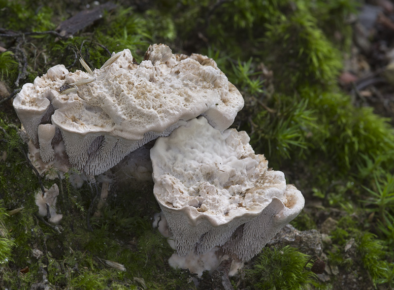 Phellodon confluens